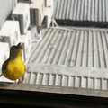 IMG_20260203_090723_8.jpg