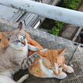 IMG_20260417_174347_2.jpg